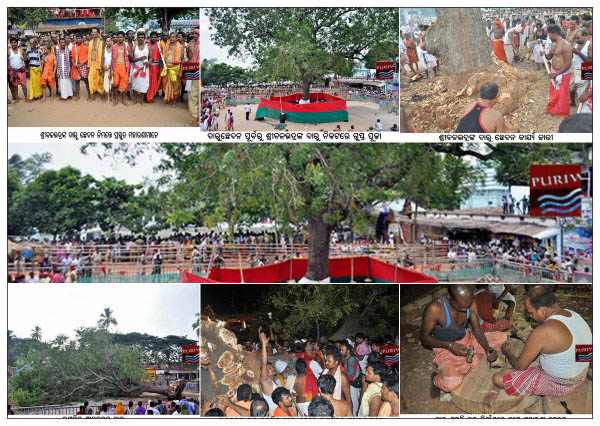 Photo :: Daru ( Log ) of Lord Balavadra Begins for Chaupata nabakalebara